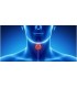 Thyroid